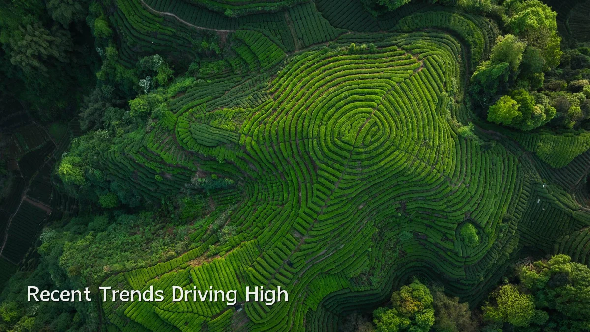 Recent Trends Driving High